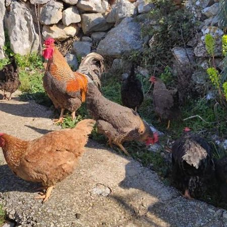 شقة Kelk Loznati المظهر الخارجي الصورة